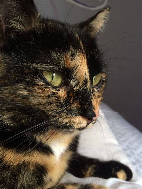 names for tortoiseshell cats|names for tortoiseshell cats warrior.